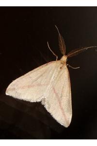<i>Rhodometra sacraria</i>