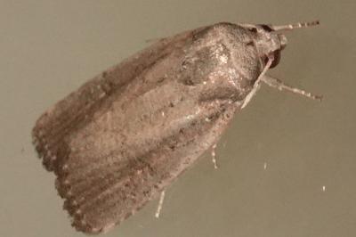 <i>Proxenus hospes</i>