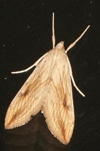 <i>Evergestis forficalis</i>