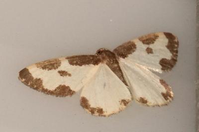 <i>Lomaspilis marginata</i>