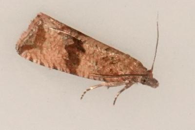 <i>Celypha striana</i>