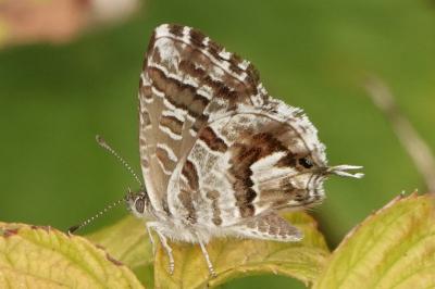 <i>Cacyreus marshalli</i>