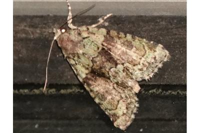 <i>Cryphia algae</i>