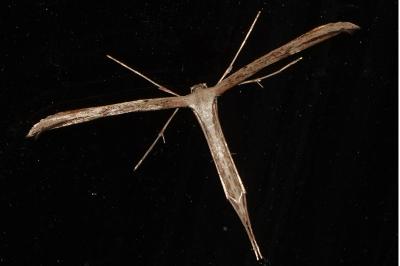 <i>Emmelina monodactyla</i>