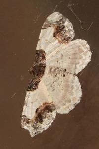 <i>Ligdia adustata</i>
