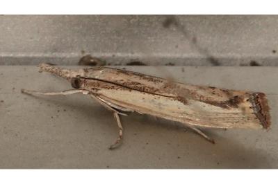 <i>Agriphila inquinatella</i>