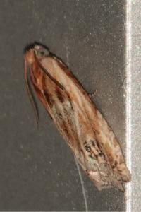 <i>Eucosma cana</i>