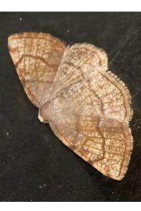 <i>Stegania trimaculata</i>