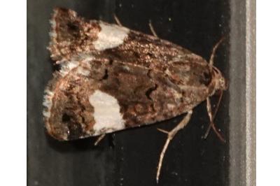 <i>Tyta luctuosa</i>