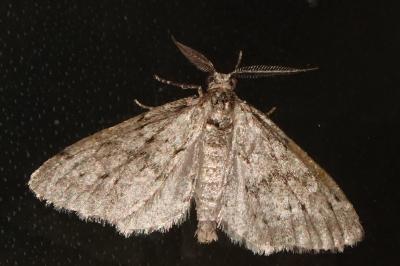 <i>Tephronia sepiaria</i>