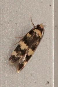 <i>Oegoconia</i>