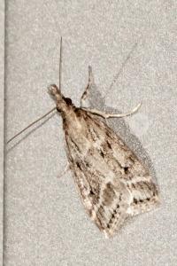 <i>Eudonia pallida</i>