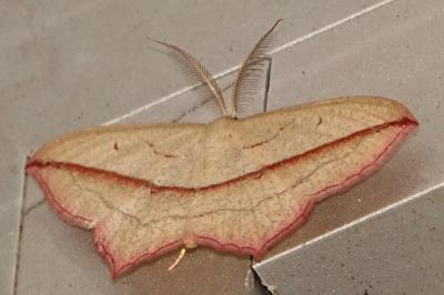<i>Timandra comae</i>