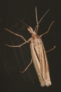 <i>Ancylolomia tentaculella</i>