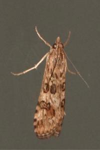 <i>Nomophila noctuella</i>