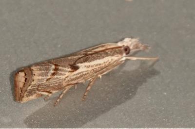 <i>Agriphila geniculea</i>