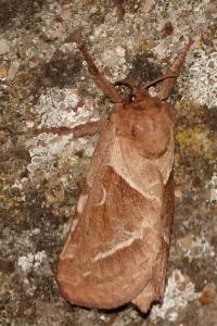 <i>Triodia sylvina</i>