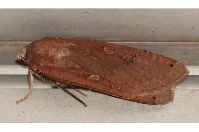 <i>Noctua pronuba</i>
