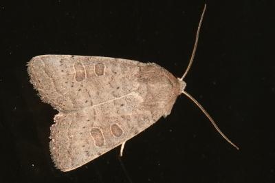 <i>Hoplodrina ambigua</i>
