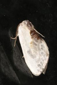 <i>Cilix glaucata</i>