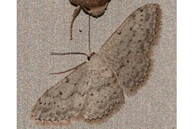 <i>Idaea seriata</i>