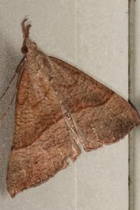 <i>Hypena proboscidalis</i>