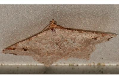 <i>Macaria alternata</i>