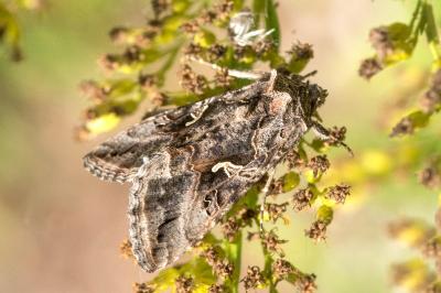 <i>Autographa gamma</i>