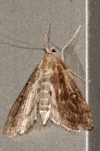 <i>Parapoynx stratiotata</i>