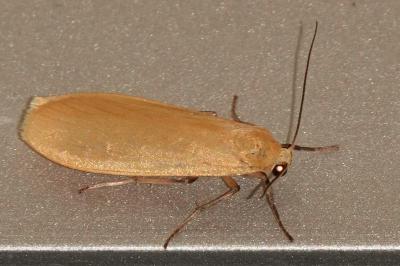 <i>Wittia sororcula</i>