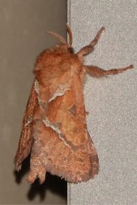 <i>Triodia sylvina</i>
