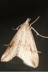 <i>Evergestis forficalis</i>