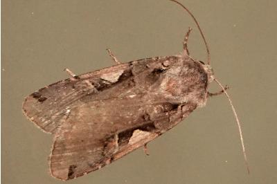 <i>Xestia c-nigrum</i>