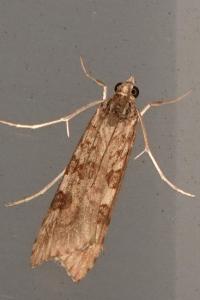 <i>Nomophila noctuella</i>