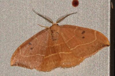 <i>Watsonalla binaria</i>