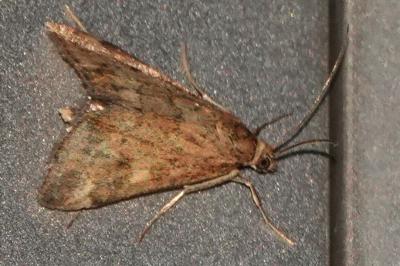 <i>Pyrausta despicata</i>