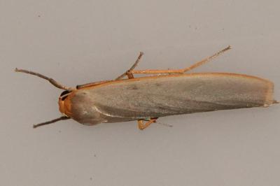 <i>Manulea complana</i>