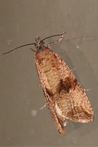 <i>Celypha striana</i>