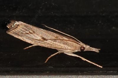 <i>Agriphila inquinatella</i>