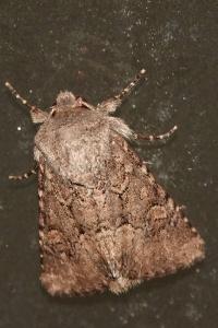 <i>Luperina testacea</i>