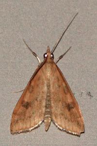 <i>Udea ferrugalis</i>