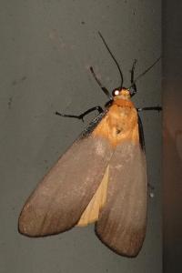 <i>Lithosia quadra</i>