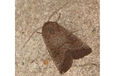 <i>Hoplodrina ambigua</i>