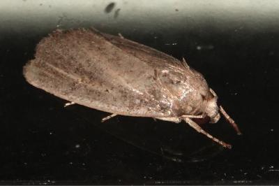 <i>Proxenus hospes</i>
