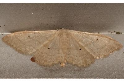 <i>Idaea straminata</i>