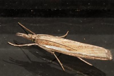 <i>Agriphila tristella</i>