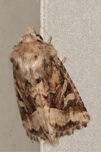 <i>Luperina dumerilii</i>