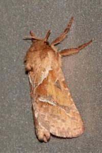 <i>Triodia sylvina</i>