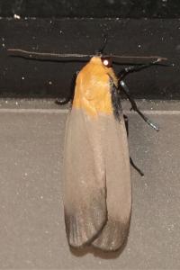 <i>Lithosia quadra</i>