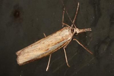 <i>Agriphila tristella</i>